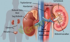 Kronik Böbrek Yetmezliği ve Tedavisi