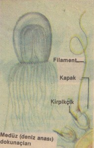 Denizanası