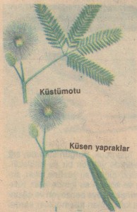 Küstümotu