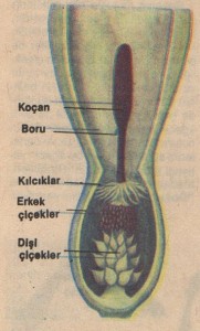 Yılan yastığı 